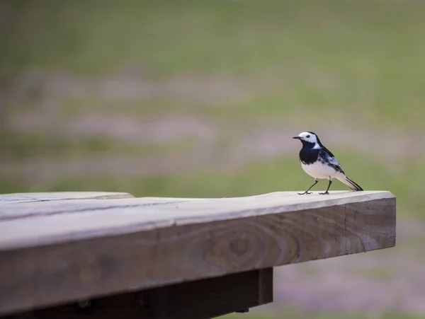 Svartvit Gulärla fågel — Stockfoto