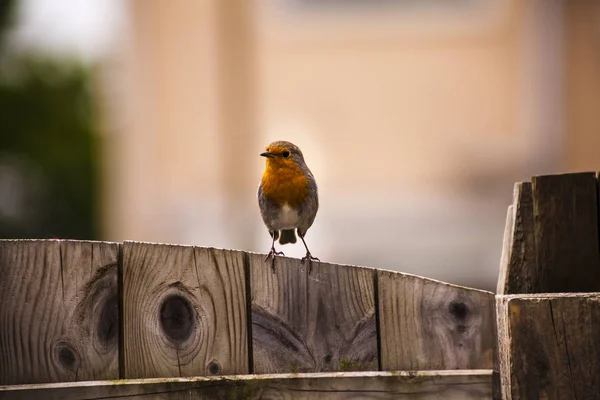 Robin rode borst op een hek zat — Stockfoto