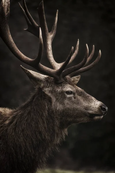 Portrait of a stags head