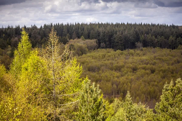 Bitki örtüsü ve orman