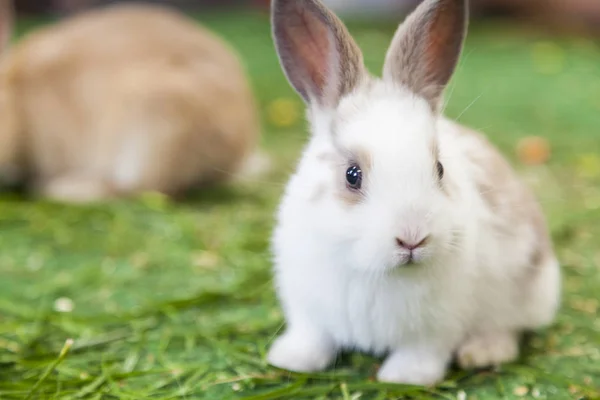 Bunnys Sobre Hierba Fondo Imágenes de stock libres de derechos