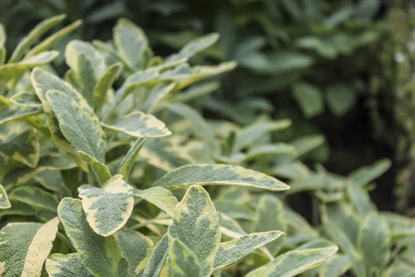 Planta de salvia verigada Fotos de stock