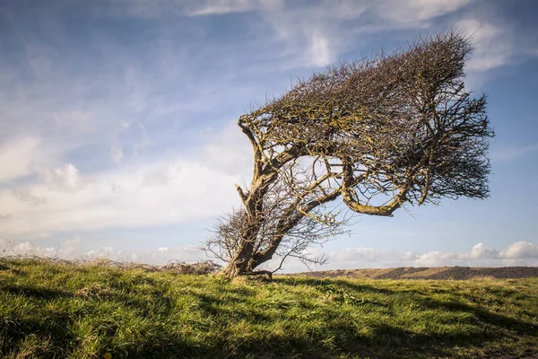Un árbol soplado por fuertes vientos Fotos de stock