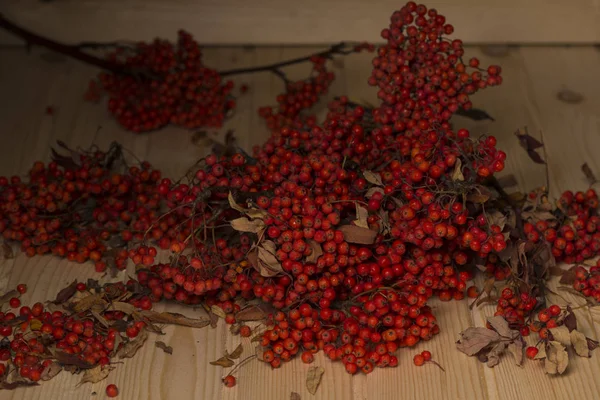 Rowan branches in the basket — Stock Photo, Image