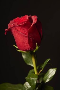 Siyah arkaplanda kırmızı gül