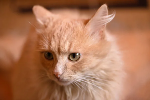 Cute Red Kitten Scottish Fold Stock Photo By C Belikart