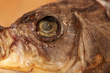 Kurutulmuş balık masanın üzerinde. Bira için snack.