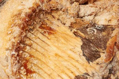 Kurutulmuş balık masanın üzerinde. Bira için snack.