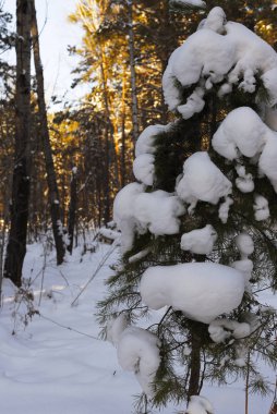Kış ormanı Kardaki çam. Karlı bir manzara. Güneşli bir gün.