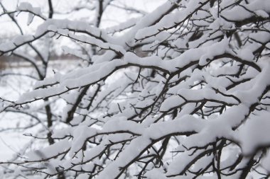 Kar harikalar diyarıyla kaplı kış ağacı dalları. Sakin kış zamanı görüntüsü