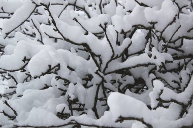 Kar harikalar diyarıyla kaplı kış ağacı dalları. Sakin kış zamanı görüntüsü