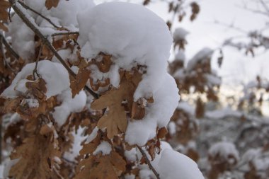 Kar yağdıktan sonra kuru yapraklı dal..
