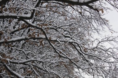 Ağaçlara kar yağan kış akşamı manzarası