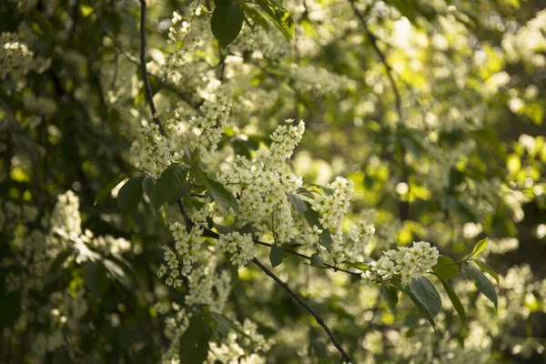 Frühlingsbaumzweig mit blühenden Blumen in einem Garten — Stockfoto