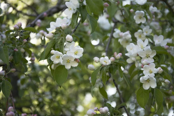 Wiosenna gałąź drzewa z kwitnącymi kwiatami w ogrodzie — Zdjęcie stockowe