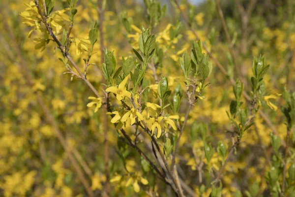 Leuchtend gelbe Ginster- oder Forsythienblüte mit lateinischem Namen Cytisus scoparius oder Spachianus im Frühling aus nächster Nähe — Stockfoto