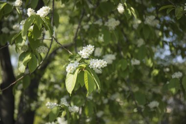 Taze yaprakları ve beyaz çiçekleri olan bahar ağacı dalı