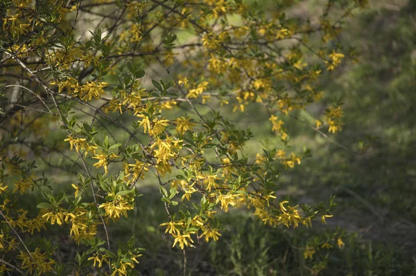 Leuchtend gelbe Ginster- oder Forsythienblüte mit lateinischem Namen Cytisus scoparius oder Spachianus im Frühling aus nächster Nähe — Stockfoto