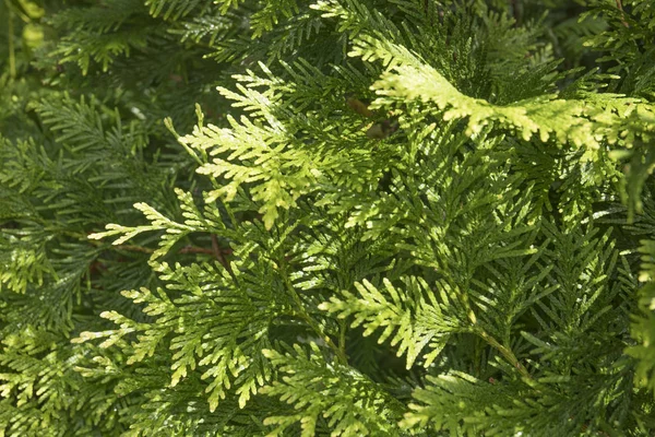 Closeup of green branches of Thuja tree. Evergreen coniferous tree with sunlights — стоковое фото