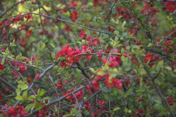 Flores rojas de sangre de Chaemnomeles superba Rowallane quince floreciendo en primavera. — Foto de Stock