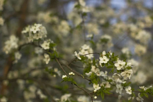 Wiosenna gałąź drzewa z kwitnącymi kwiatami w ogrodzie — Zdjęcie stockowe