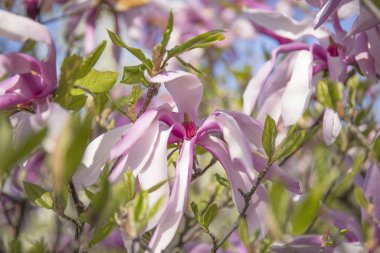 Pembe çiçekli ve odağını kaybetmiş güzel soyut çiçek arkaplanı. Pembe ve yeşil tasarım
