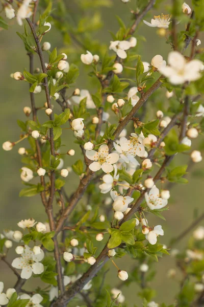 Streszczenie wiosna sezonowe tło z białymi kwiatami — Zdjęcie stockowe