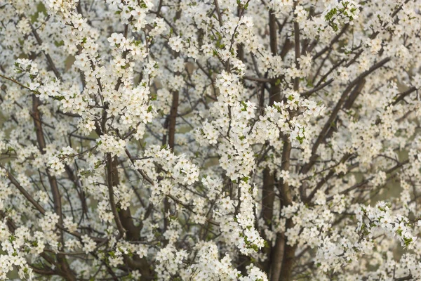 Piękne delikatne kwiaty moreli wiosną — Zdjęcie stockowe
