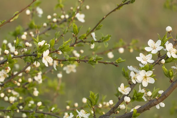 Stativ med blommande vårblommor på grenarna. Konstnärlig bakgrund — Stockfoto