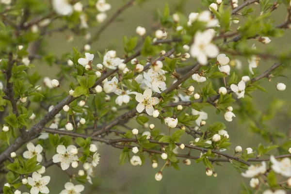 Wiosną gałęzi kwitnących jabłoni na tle ogród — Zdjęcie stockowe
