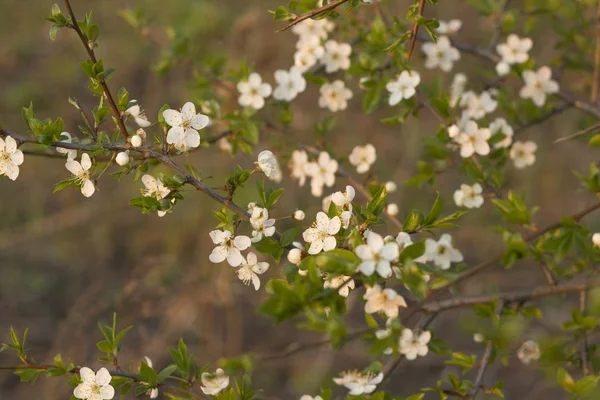 Bahar bahçe zemin üzerine çiçek açması bir elma ağacının dalını — Stok fotoğraf