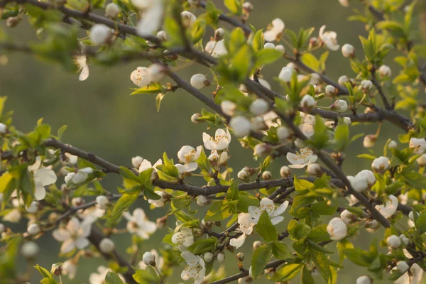Våren gren av en blommande äppelträd på trädgården bakgrund — Stockfoto