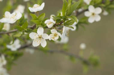 Beyaz bahar çiçeklerinin doğal pansiyoneri ve kopyalanmış dalları üzerinde taze yapraklar