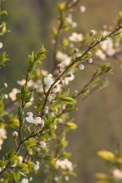 Abstrakt vår säsongsbetonad bakgrund med vita blommor — Stockfoto