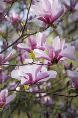 Çiçek açan bir manolya ağacının dalları mavi gökyüzüne karşı