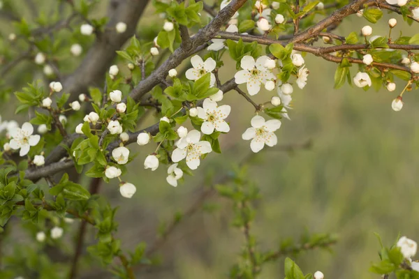 Naturlig planta av vita vårblommor och färska blad på gren med kopieringsutrymme — Stockfoto