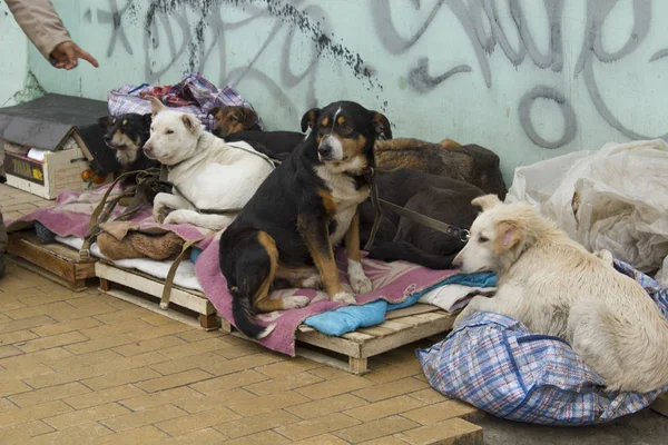 Kiev Ucrania 06 enero 2018: perros sin hogar en la calle —  Fotos de Stock