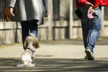 Küçük köpek yavrusu şehir caddesinde oturuyor ve sahibini arıyor. Köpek eğitim konsepti