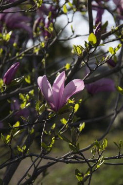 Pembe manolya çiçeği ve bahçede taze yapraklar
