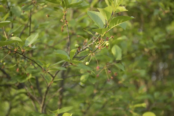 Ovariální nebo mladé plody třešní na jaře — Stock fotografie