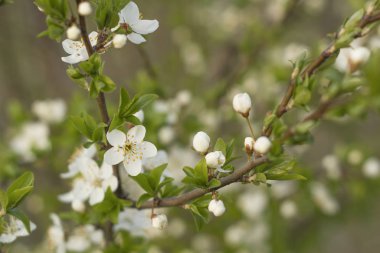 Bahar çiçeği arka plan. Güzel doğa sahne çiçek açan ağaç.