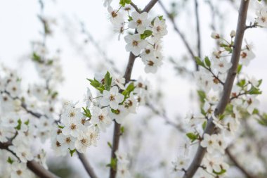 Bahar çiçeği arka plan. Güzel doğa sahne çiçek açan ağaç.