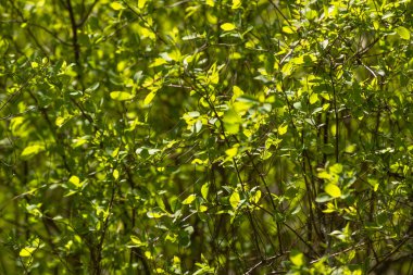 Soyut yeşil yapraklar bokeh arkaplan