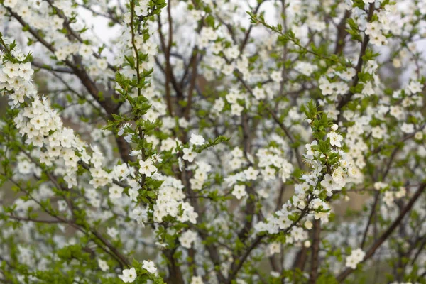 Sfondo fiore di primavera. Bella scena naturale con albero in fiore . — Foto Stock