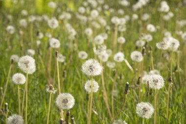 Gün ışığında çayırda karahindiba.