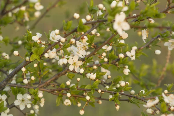 Våren blossom bakgrund. Vacker natur scen med blommande träd. — Stockfoto