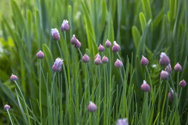 Flores de cebolinha roxas ricas em flor. Flores de cebolinha roxa crescendo no jardim — Fotografia de Stock