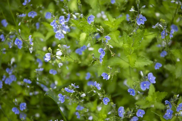 Floresta planta fundo, flores pequenas azuis e folhas verdes frescas — Fotografia de Stock