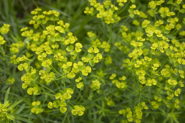 Nahaufnahme der gelben Blüten der Zypressenmilchmilchmilch Euphorbia cyparissias oder Blattmilchmilchmilch — Stockfoto