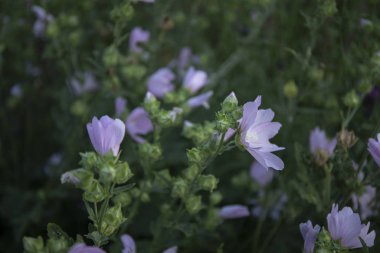 Doğanın güzel çiçekli ve soyut görüntüsü. Yumuşak çiçek arkaplanına yumuşak odaklan.